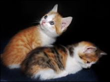 Chatons de Crystal Jones.JPG