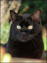 Chat noir nomm Arthur de Crystal Jones.JPG