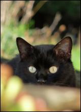 Chat noir de Crystal Jones.JPG