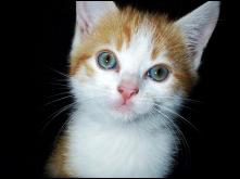 Chaton roux et blanc de Crystal Jones.JPG