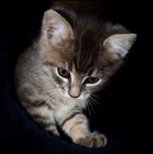 Chaton gris de Crystal Jones.JPG