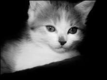 Chaton en noir et blanc de Crystal Jones.JPG