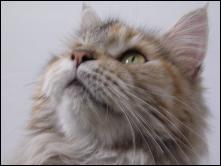 chatte maine coon.jpg