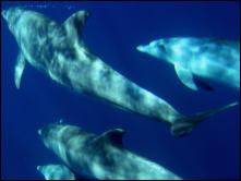 banc dauphins.jpg