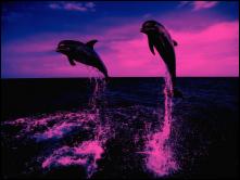 2 dauphins.jpg