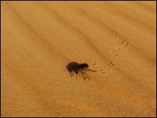insecte du desert.jpg