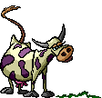 Gif animaux