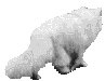 Gif animaux